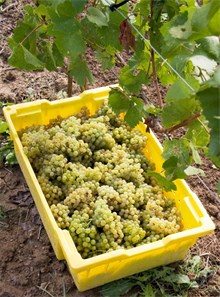 Freshly picked Muscadet grapes in a yellow container on the vineyard ground