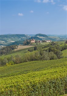 Italian Vineyard producing Asti Wine