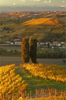 Barolo Vineyard in Piedmont