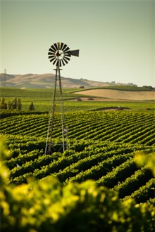California vineyard rolling hills landscape in dark sunlight with a windmill