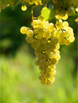 New Zealand Sauvignon Blanc Grape
