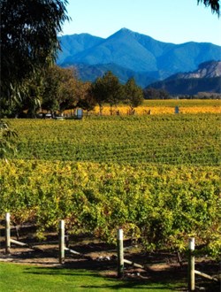 NZ Marlborough Wines