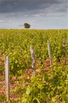 Sauvignon Blanc Vineyard in Sancerre, Loire
