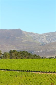 Western Cape Vineyard under the Mountain in the Sun