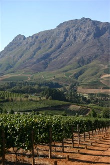 South African Vineyard with Mountain on the Back