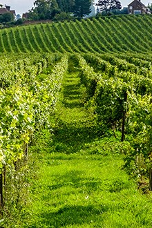 The Best Vineyard Visits in England