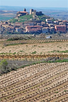 Vineyard in Catalonia to produce Cava