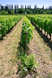 Loire Valley vineyeard view on the row of vines with cypressess in the background