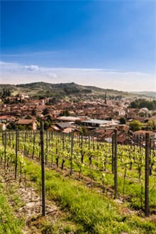 Landscape View of a Gavi Vineyard