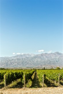 Vineyard in Argentina overlooking mountains on a sunny day