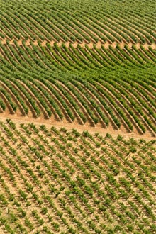 Vineyard in Spain aerial view