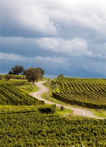 Winding Road among French Vineyard fields under dark cloudy sky