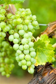 Chardonnay grape on the vine