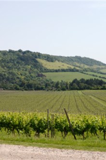 English vineyard in the sun by countryside road