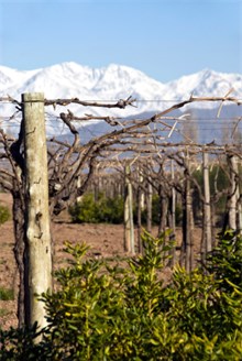 Malbec Wine Grape Vineyard in Argentina