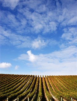 New Zealand Vineyard uphill under intensely blue slightly cloudy sky