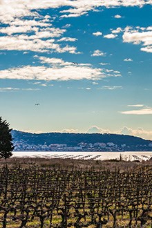 Picpoul Etang du Thau